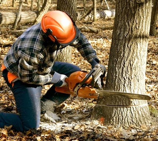 Tree Removal in Oregon, IL